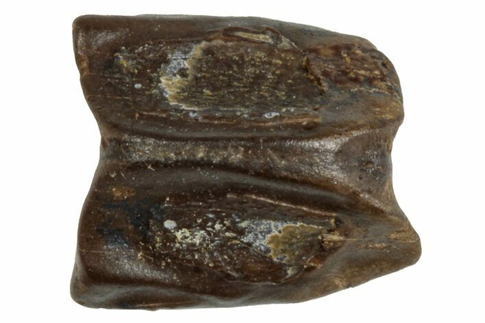 Fossil Hadrosaur (Edmontosaurus) Shed Tooth - Wyoming #284174